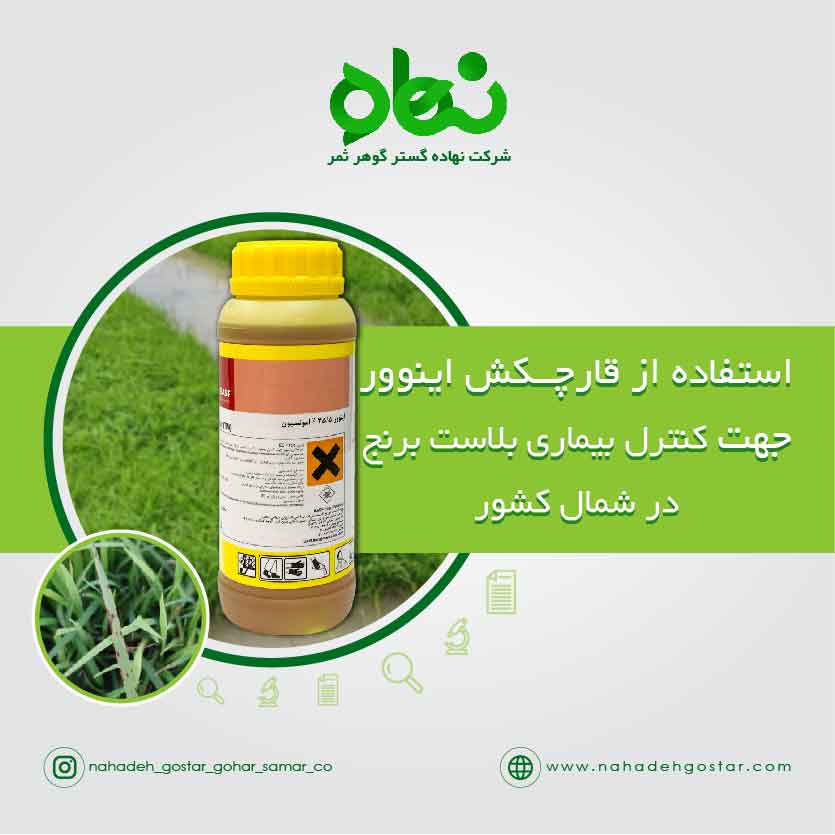 Using BASF's Inovor fungicide to control rice blast disease in the north of the country